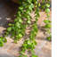 40,55 po plante artificielle-547589274-547589273