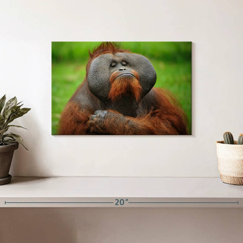 Bossy Orangutan