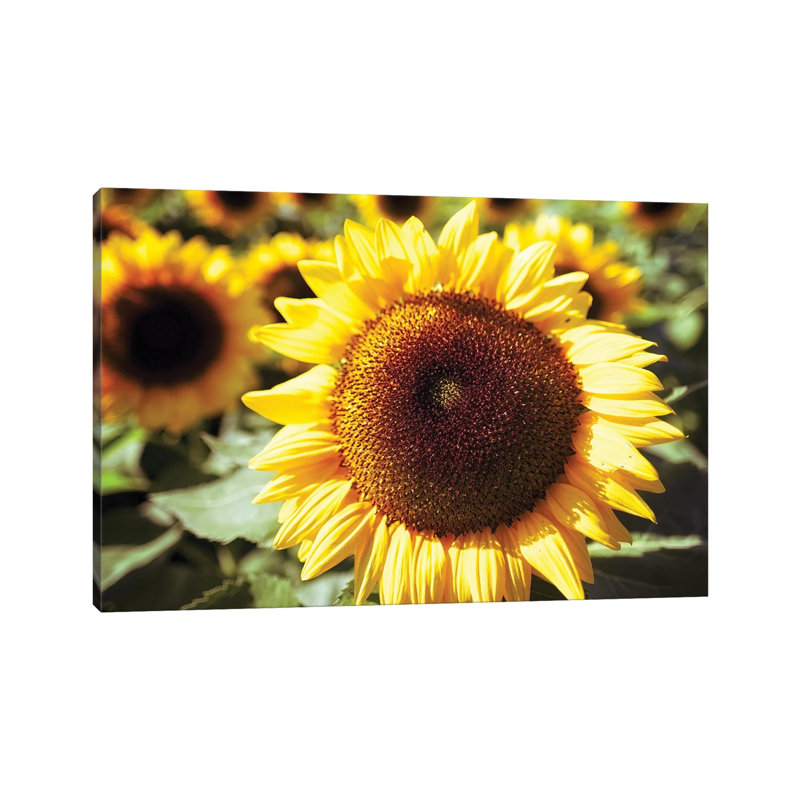 Sunflower Head Close Up Ina Field Of Sunflowers by George Oze - Wrapped Canvas Painting, 20.32 cm H x 30.48 cm W