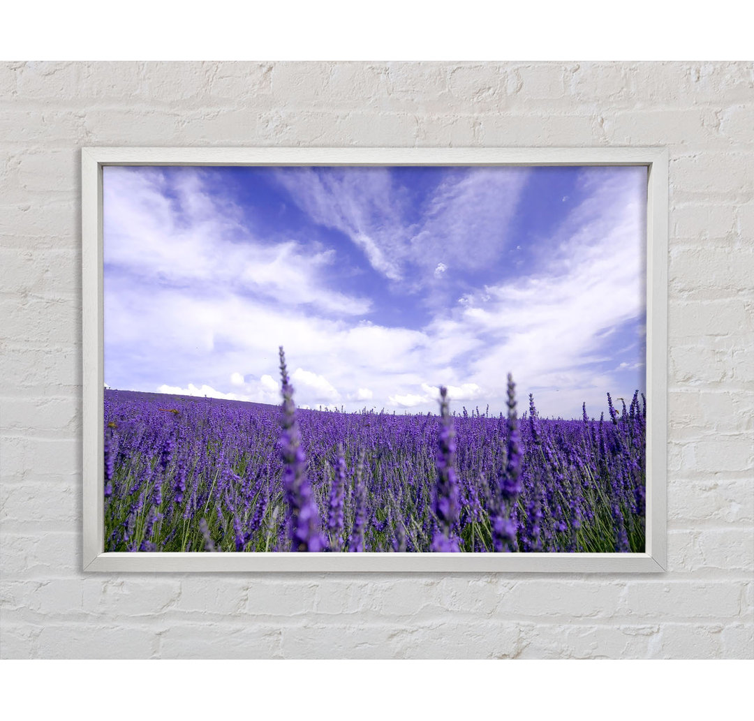 Gerahmter Fotodruck Lavender Field In The Sky