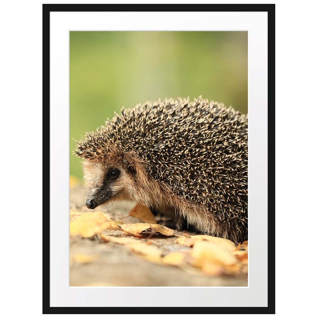 Gerahmtes Poster Igel im Laub