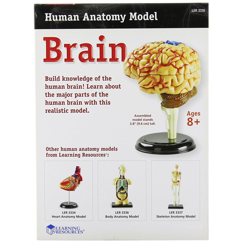 Anatomie du cerveau de modèle