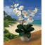 Double arrangement floral d'orchidées en pot Phalaenopsis-59717523-59717532