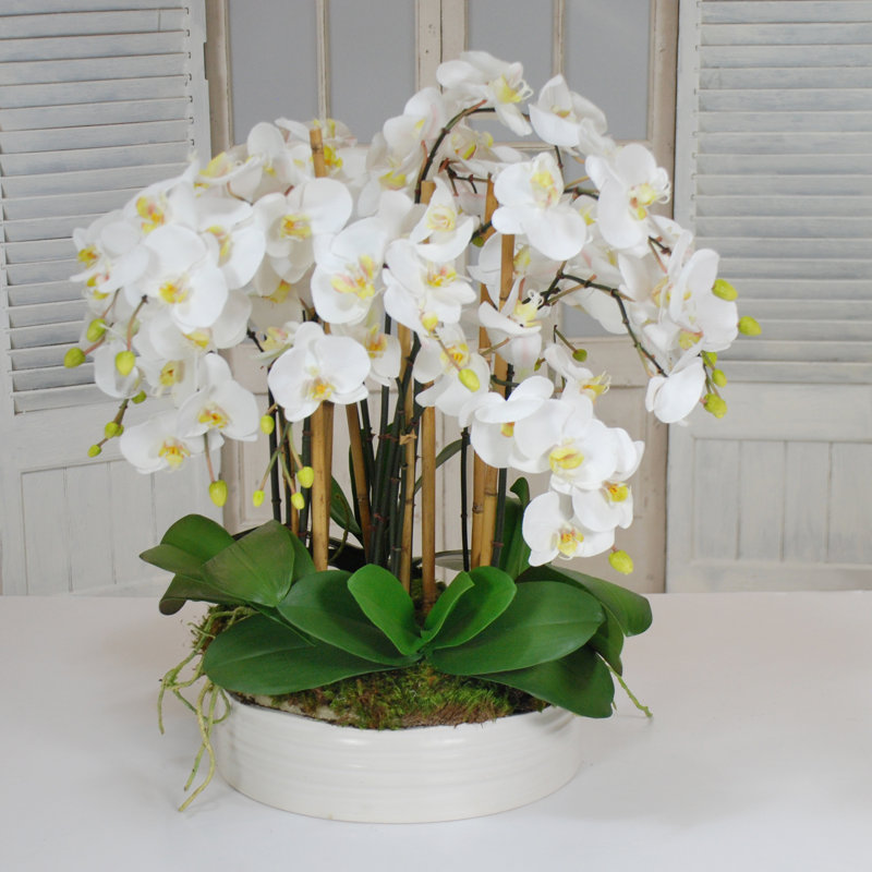 Orchidées florales en pot