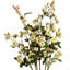 Anastasija Arrangement-836097350