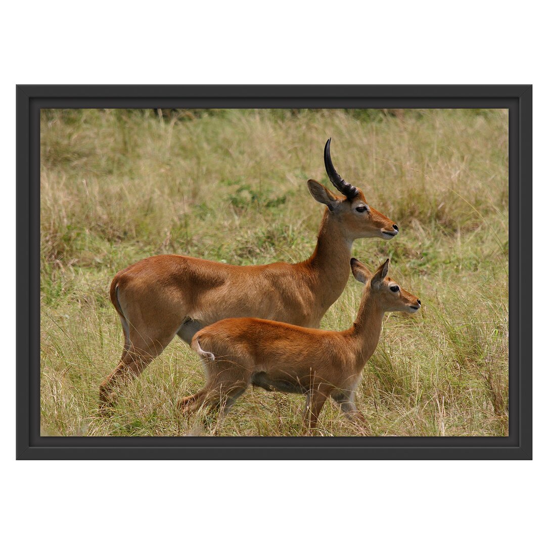 Gerahmtes Wandbild Dorkasgazelle mit Jungtier