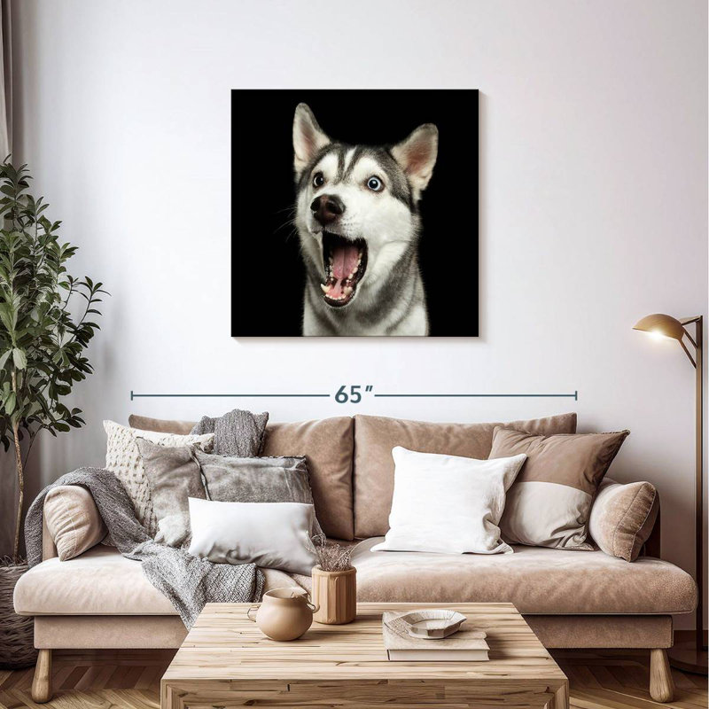 Husky de Sibérie Brampt Surpris