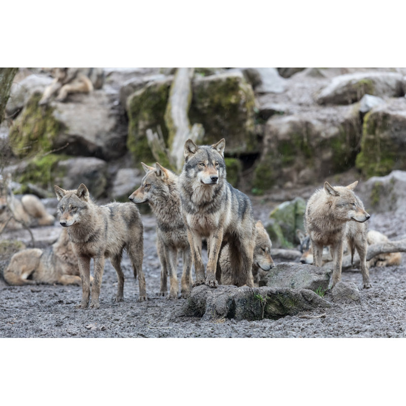 Loup Gris Wolf - Wrapped Canvas Print, 30cm H x 46cm W x 3.8cm D