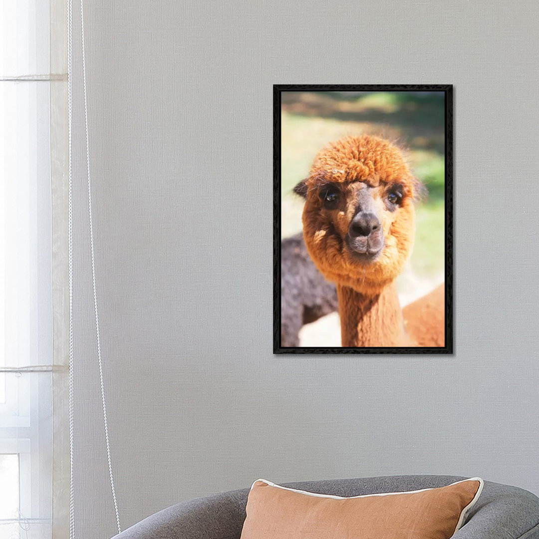 Puffy Brown Alpaca von Susan Vizvary - Gallery-Wrapped Canvas Giclée on Canvas