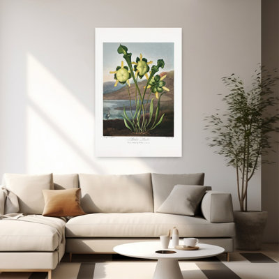 Pitcher Plant From The Temple Of Flora Colorful Retro Vintage Bird Flower Landscape Wall Art