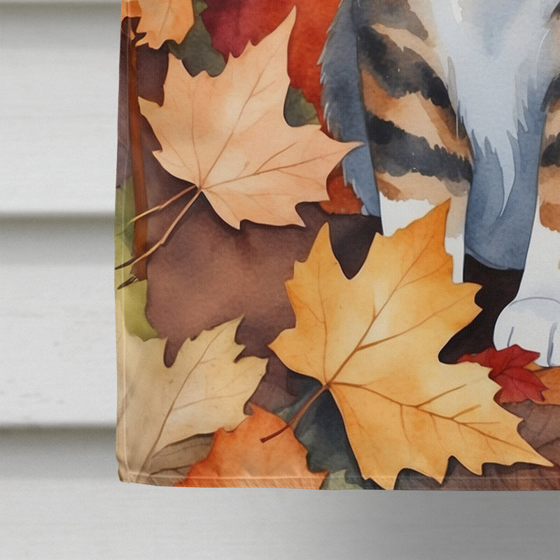 Chat en feuilles d'automne, Polydactyle américain