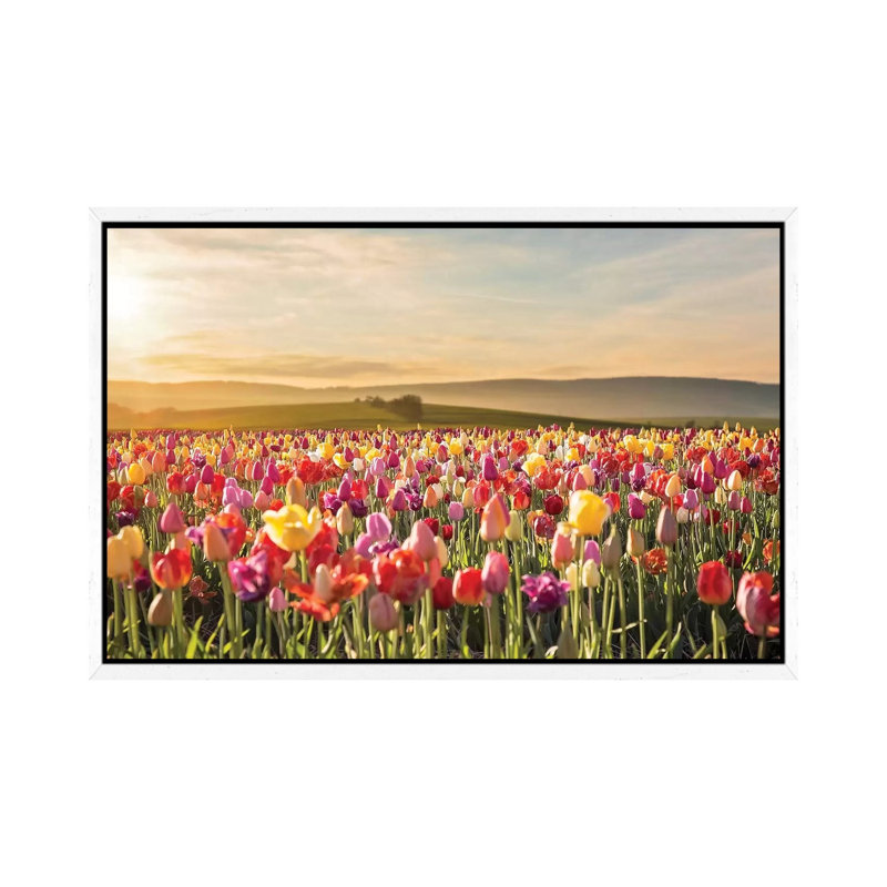 Tulip Field Sunrise by Karen Burke - Print on Canvas, 45.72cm H x 66.04cm W x 3.81cm D, White Framed