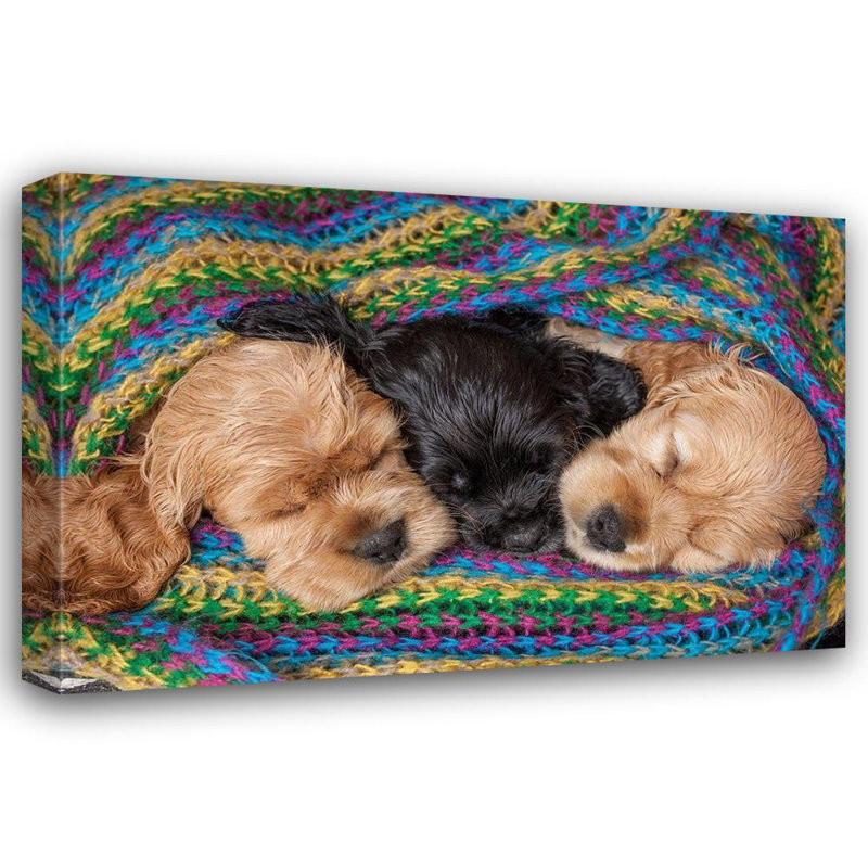 «Latitude Run® Jaynes Gallery», reproduction d'art sur toile tendue: Chiots cocker qui dorment dans une couverture