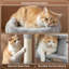 116.5cm H Cat Tree-1010307071