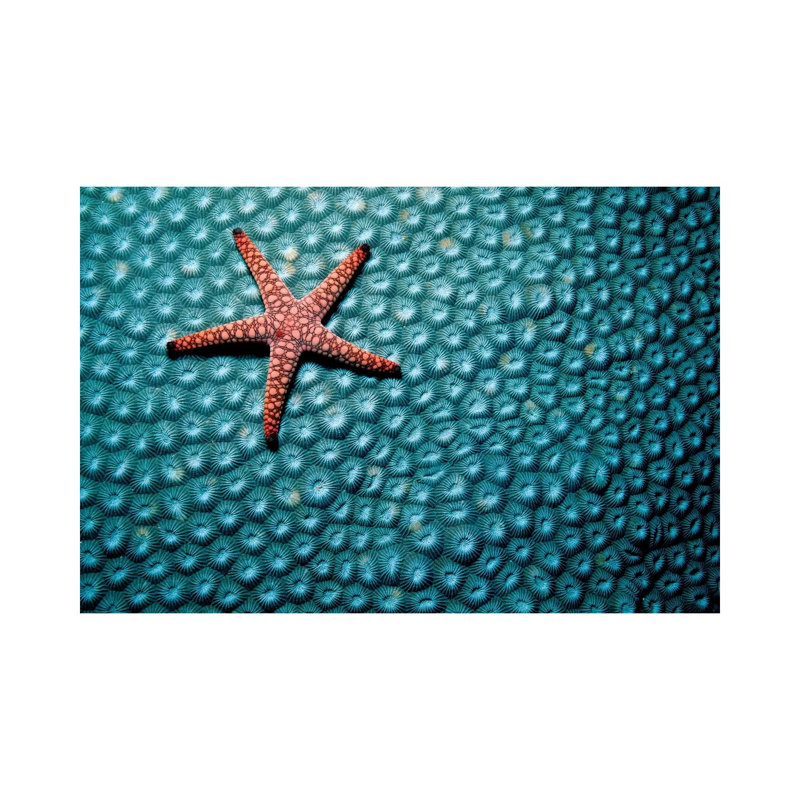 A Fromia Species Sea Star Grazing On A Sponge In The Indo-Pacific Ocean - Wrapped Canvas Print