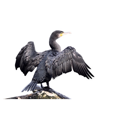 " Cormorant " by Mikelane45