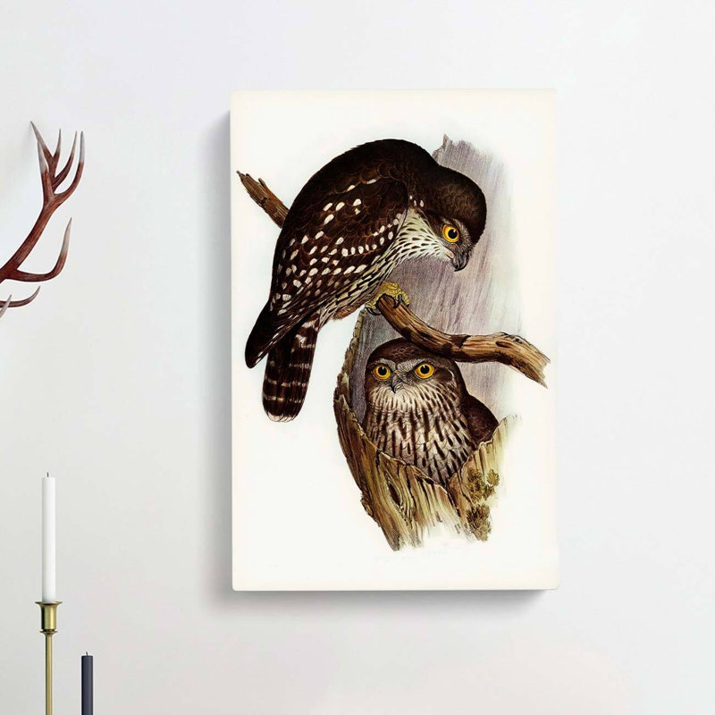 Winking Owls by Elizabeth Gould - Wrapped Canvas, 76cm H x 50cm W x 3cm D