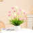 White/Pink