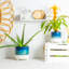 Ceramic Pot Planter-63880957