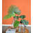 Philodendron Selloum Arrangement