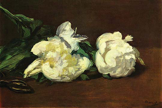 « still life, white pivoine » par bain eduard manet, reproduction d’art