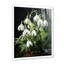 «Realistic Snowdrops Forest Chills II - Snowdrops», art mural sur toile-97193330-97193333