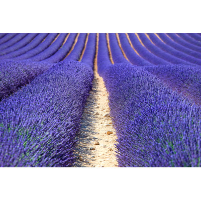 Lashawda Lavender Flower Fields by StevanZZ - Wrapped Canvas Print