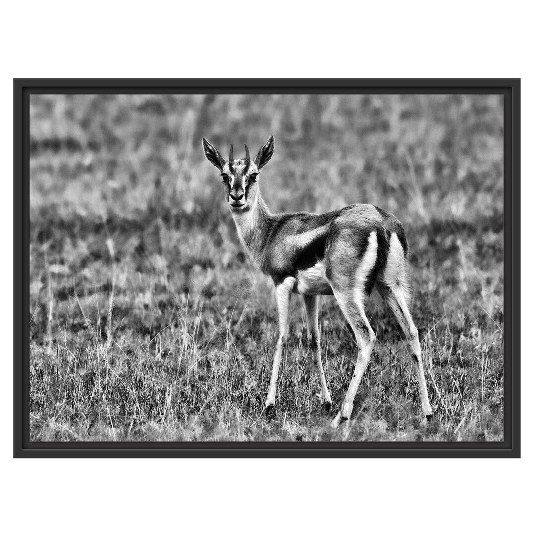 Gerahmtes Wandbild prächtige Gazelle auf Wiese