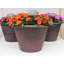 Sagamore Planter-35321489
