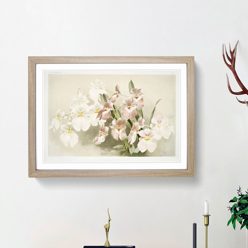 Magnolia Flowers Illustration Tab. 29 by Frederick Sander - Framed Print, 36cm H x 48cm W x 2cm D, Oak Framed