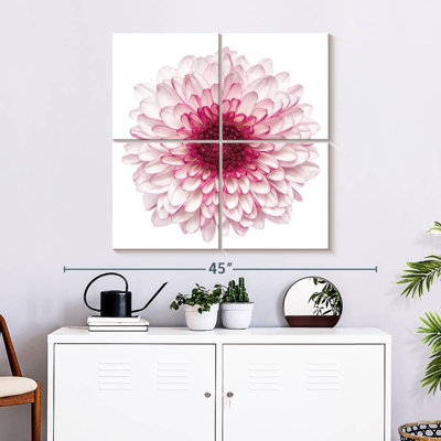 Chrysanthème rose Harnek