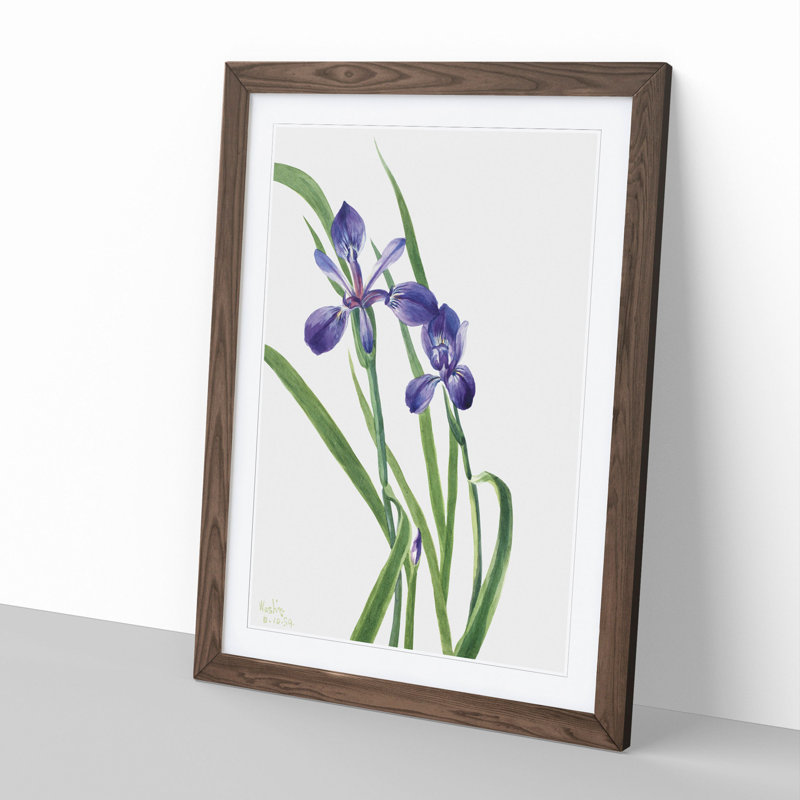 Iris by Mary Vaux Walcott - Picture Frame Painting, Walnut, 65cm H x 48cm W x 2cm D