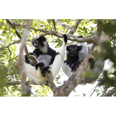 «Wild Madagascar Indri pair Rainforest Canopy», parc national Perinet Andasibe par Milehightraveler