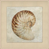 Watercolor Shell 1 Painting