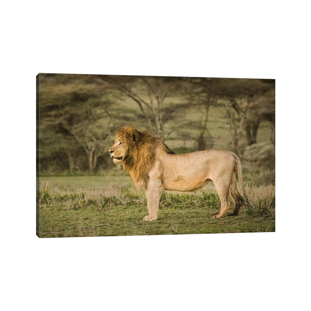 Africa, Tanzania, Ngorongoro Conservation Area. Male Lion In Profile by Jaynes Gallery - Wrapped Canvas Print