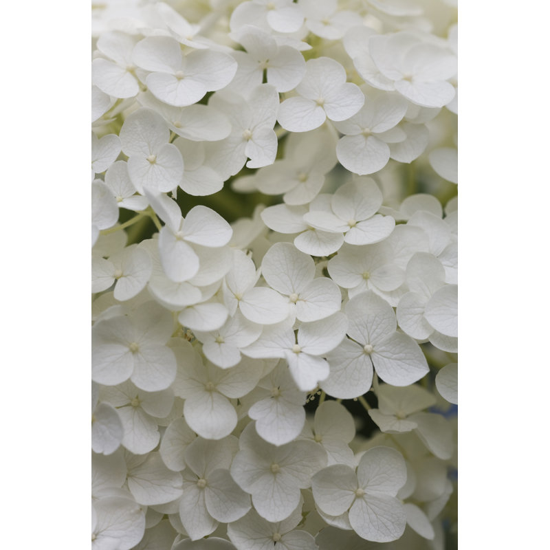 White Hydrangea by Ooyoo - No Frame Print on Canvas, 91cm H x 61cm W