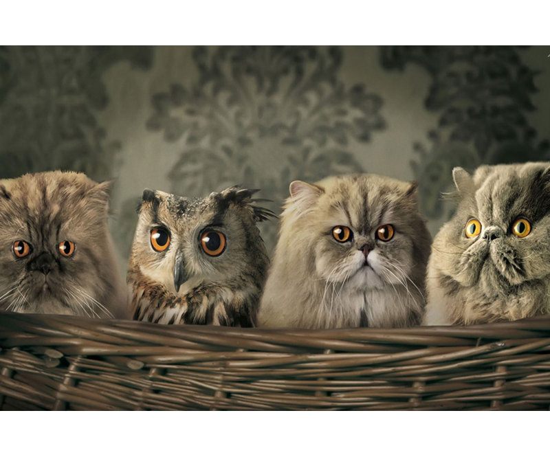 Chats et hibou dans un panier, H 32 po x l 48 po