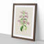 Purple Beardtongue Flower Illustration - Framed Print-55616364-55616362
