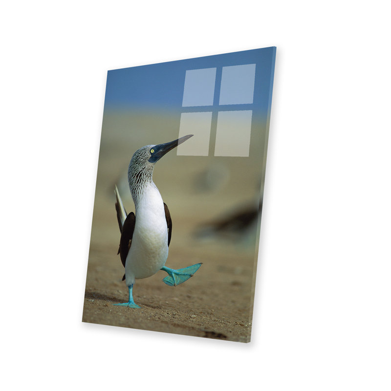 " Blue-Footed Booby Courtship Dance, Lobos De Tierra Island, Peru " by Tui De Roy