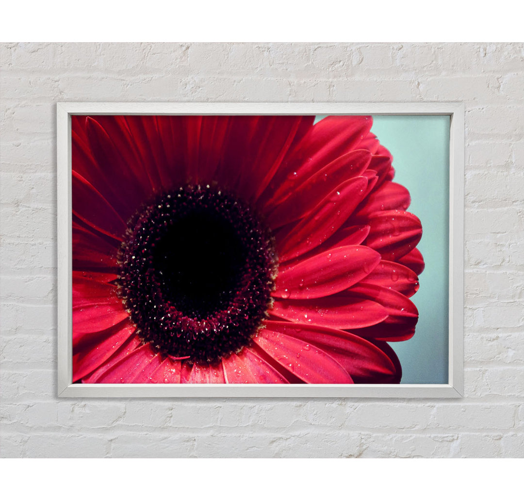 Gerbera Blume Tiefrot - Druck