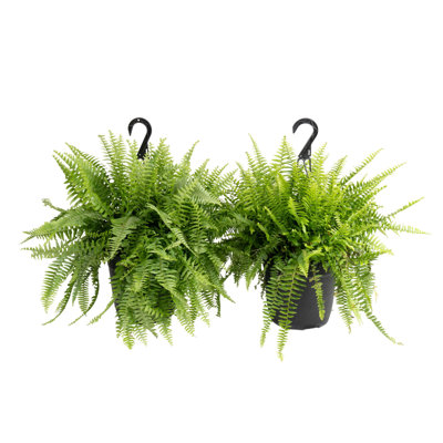 Fern Plant in Pot