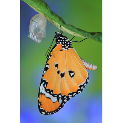 Kreamer Butterfly - Wrapped Canvas Print
