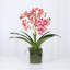 Faux Orchid Plant In White Vase-1999902368