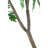 Polyscias Fruticosa Tree-112273773