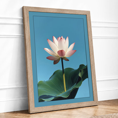 Lotus In Bloom Botanical - Print