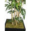 Bambou artificiel en pot 72 po Panama-1947636878-1947636877