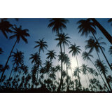 Island Evening II Print by Mike Toy