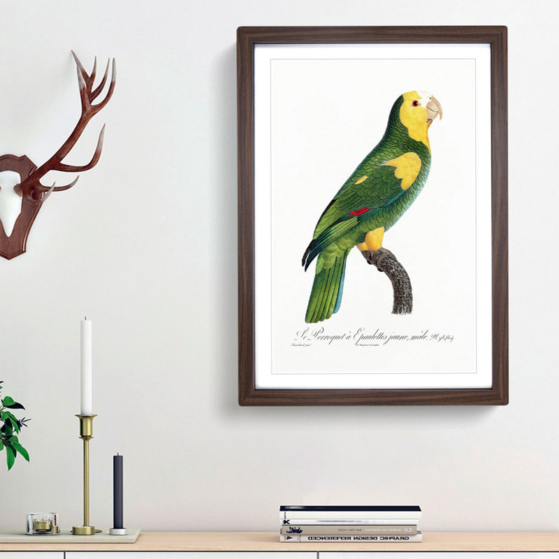 A Yellow-Shouldered Parrot by F. Levaillant - Framed Print, 63cm H x 45cm W x 2cm D, Walnut Framed