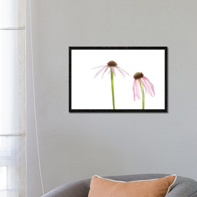 Pale Purple Coneflowers. Marion County, Illinois, USA. by Richard & Susan Day - Gallery-Wrapped Canvas Giclée on Canvas