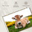 Adorable vache Aubrac-107701965